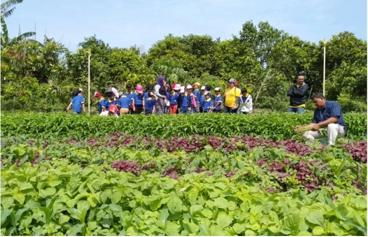 Kebun Jambu Marina